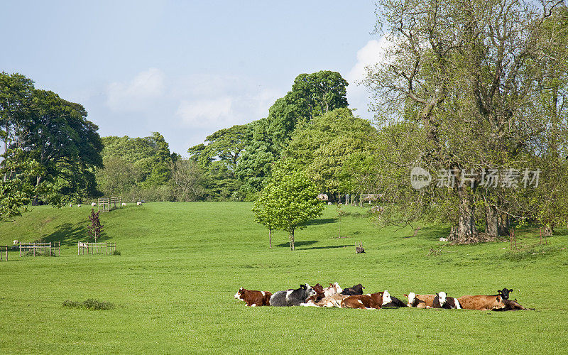 Rural scene - cattle resting in field